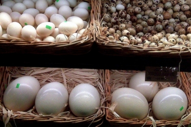 Egzotinių kiaušinių verslas